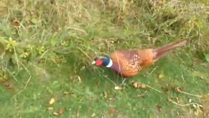 ФАКТЫ О ФАЗАНАХ