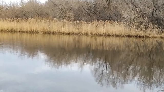 Весенняя рыбалка по открытой воде. Маховая удочка. смотреть онлайн