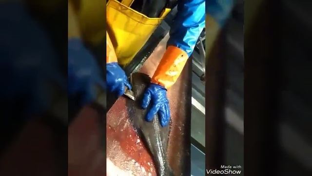Как снять с палтуса филе Halibut fillet смотреть онлайн