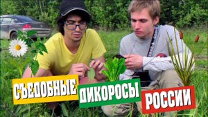 Съедобные Дикоросы России Что можно собрать в Мае-Июне