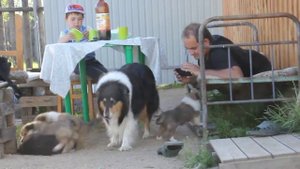 Щенки колли, 6 недель