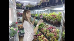 Как на стеллаже разместить больше растений. Бюджетный вариант для увеличения площади. Лайфхак.