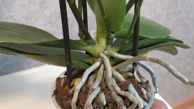 Бронзовый Будда и похоже тоже ? смотреть онлайн