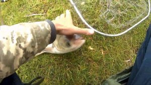 Толстолобы прут и прут.  Ловля толстолоба на технопланктон.