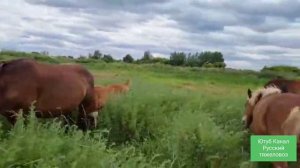 Кобылы породы Советский и Владимирский тяжеловоз.