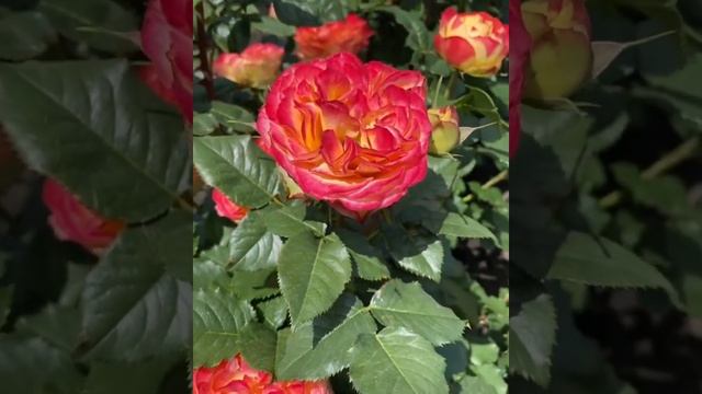 Розочка Флорибунда Вулканика,Кордес, Германия,2001(.Rose Vulcanica.W.Kordes & Sons) смотреть онлайн