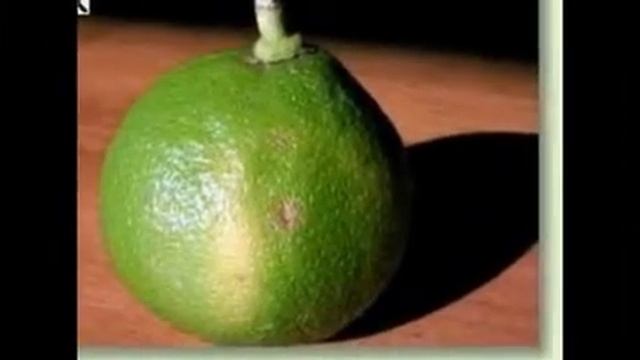 Bergamotte - Citrus bergamia смотреть онлайн