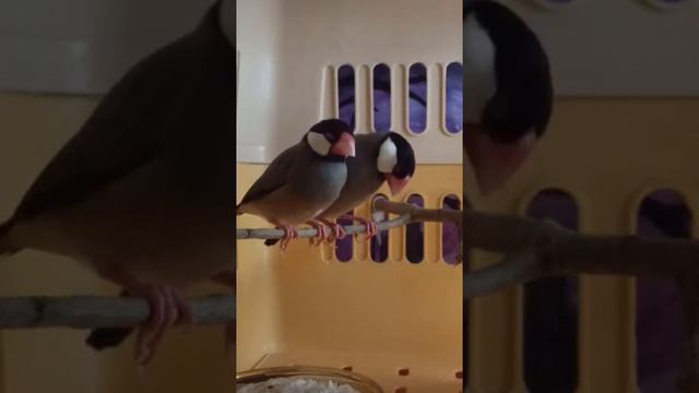 Java Sparrow Sleeping Time смотреть онлайн