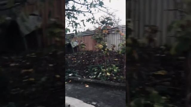 Проситься на волю ? смотреть онлайн