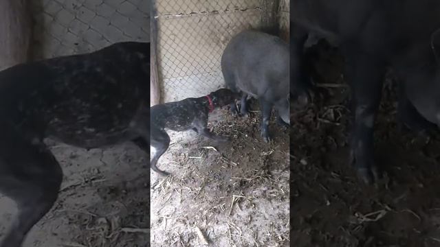 притравка моего курцхаара по кабану смотреть онлайн