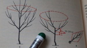 НА ЧЁМ ОСНОВЫВАЕТСЯ МОЯ ОБРЕЗКА. Методы обрезки сада.