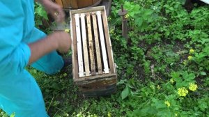 Заселение Колоды роями из ловушек