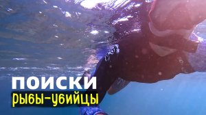 Филиппинские муравьи сломали ноутбук. Плаваю с рыбками. Жизнь на филиппинах.