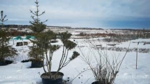 Как зимуют не укрытые растения в горшках