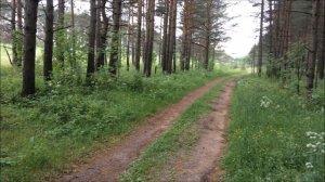 Коп в Синявино возле дороги.