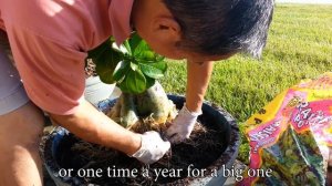 Fastest Growing Caudex In A Year - How to repot Desert Rose (Adenium)