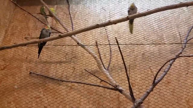 Gekon w majstrze zjada robaka. смотреть онлайн