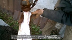 Spyderco Civilian. Спайдерка Цивилиан, разделка быка.