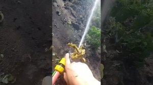 Импульсный разбрызгиватель. Обзор.