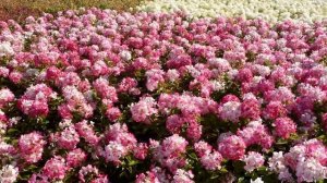 Гортензия метельчатая  Описание сорта Diamant Rouge Диамант Руж