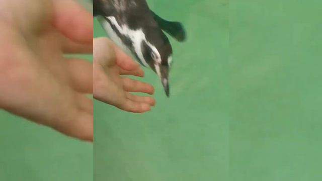 Новосибирский Зоопарк, некоторые животные, #рек #зоопарк #новосибирск #животные смотреть онлайн