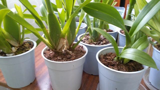 Уход и выращивание камбрий. Несколько гпростых советов по уходу за камбриями смотреть онлайн