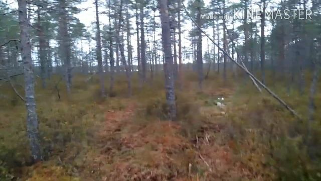 НА ГУСИНОМ ОЗЕРЕ .На снегоболотоходе Фавн, через болото,топи,бездорожье .(Производство вездеходов) смотреть онлайн