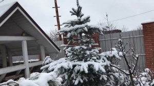 Пихты в моем саду: летом и зимой