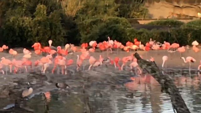 Парк/зоопарк «Hagenbeck” розовых Фламинго, Германия