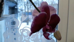 Фаленопсис Miki Galaxy первое цветение