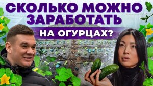 Знаменитые Луховицкие огурцы | Сколько приносит одна теплица? Тепличный бизнес | Андрей Даниленко