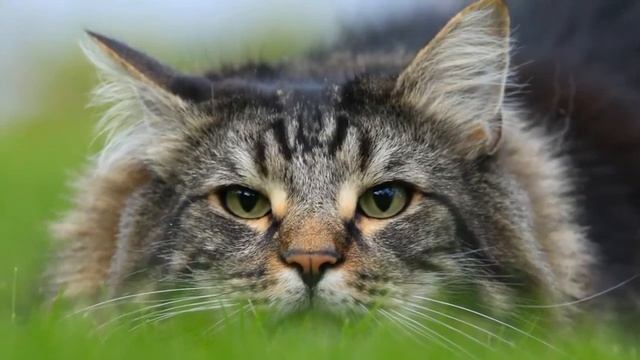 САМЫЕ КРУПНЫЕ ПОРОДЫ КОШЕК  ТОП 5