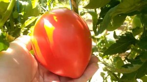 Самые мясистые сорта томатов 2022