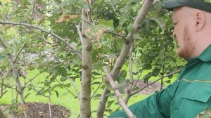 Услуги садовников и агрономов по уходу за садовыми растениями в Москве и МО