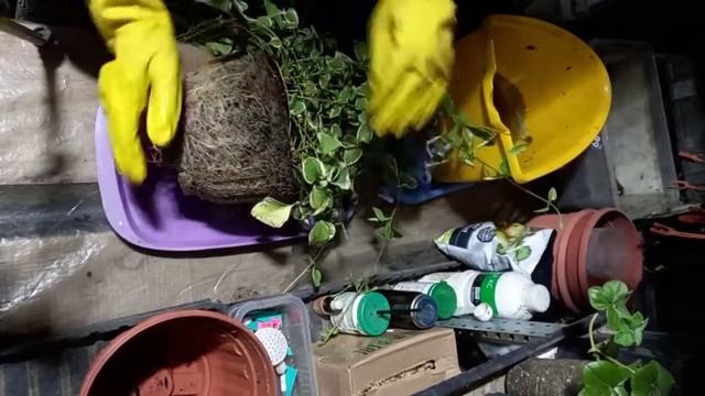 Разные способы черенкования барвинка вариегатного.