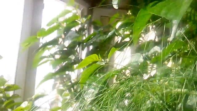 САМЫЙ ОСТРЫЙ перец в мире Carolina reaper!!! Выращивание. смотреть онлайн