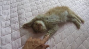 Как успокоить котенка?How to calm a kitten?