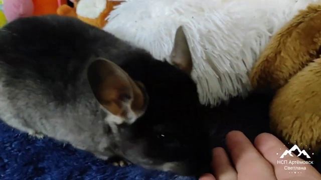 Шиншиллы милые и ручные ! Шиншиллы черный бархат малыши  ! Chinchilla !