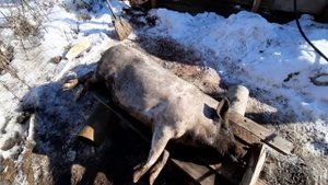Вес вьетнамского поросенка в 9 месяцев.