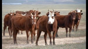 Ремонтный молодняк КРС Калмыцкой породы в АгроФирме ПИК ПЛЮС, Калмыкия
