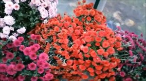 Как укрыть хризантемы на зиму.