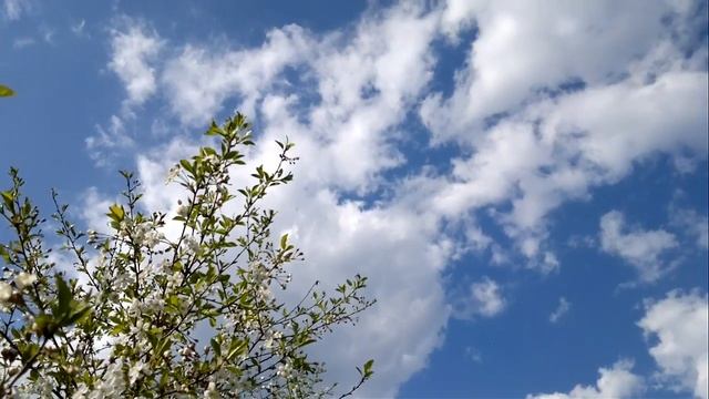 Вишня в цвету + НЕБО