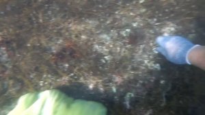 ЯПОНСКОЕ МОРЕ, СБОР МОРЕПРОДУКТОВ , УСТРИЦЫ И МИДИИ, КАК ГОТОВИТЬ УСТРИЦ, МИДИЙ,