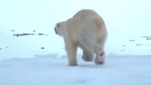 Жутки Схватка Животных! Сумасшедшие Битвы Животных, Снятые на Камеру