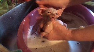 #сфинксы #котики
Купаю?самого маленького и обаятельного котёнка Сфинкса❤️