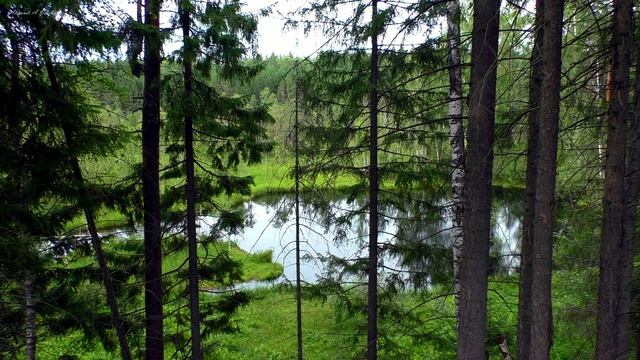 Лесное озеро | Звуки природы, голоса птиц