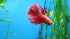 Аквариумная рыбка петушок. Содержание, уход!