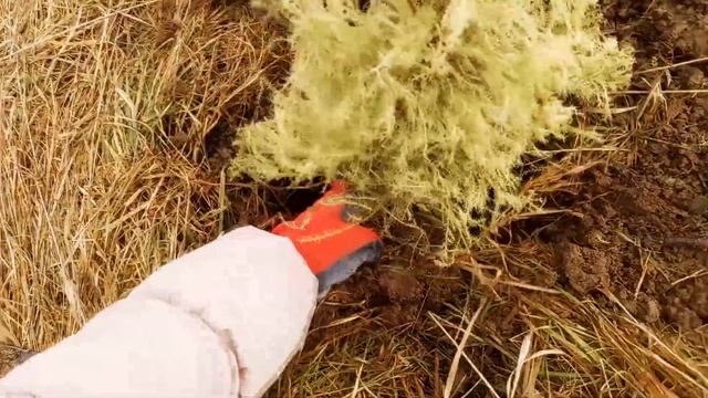 Пытаюсь выходить куст можжевельника / Умирающий можжевельник / Реанимация можжевельника
