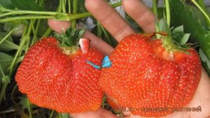 Земляника садовая Азия (fragaria ananassa aziya) ? Азия обзор: как сажать, рассада земляники Азия