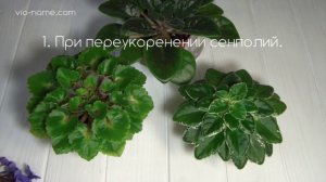 Удаление цветоносов у фиалок